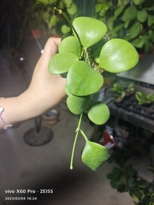 卡斯堡球兰Hoya kastbergii