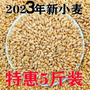 小麦粒带皮5斤食用磨面药引麦芽糖发芽苗草种子榨汁酿酒猫草