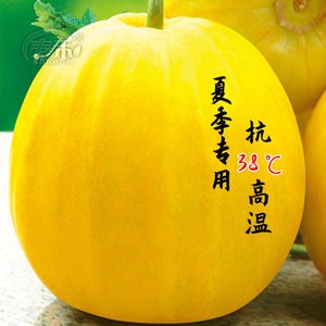 秋甜耐热黄皮甜瓜种子种籽孑特甜黄薄皮香瓜秋季夏季南方四季水果