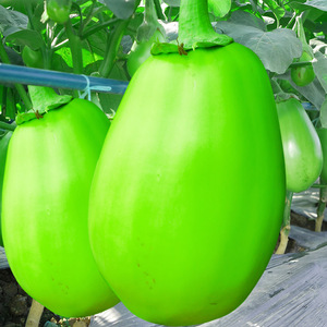 绿长茄子种籽种子苗绿茄子青圆茄青皮四季秧苗绿茄蔬菜秧孑茄苗