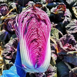 紫白菜种子四季紫色小红色娃娃菜大种籽白莱大全孑子紫玉籽种菜种