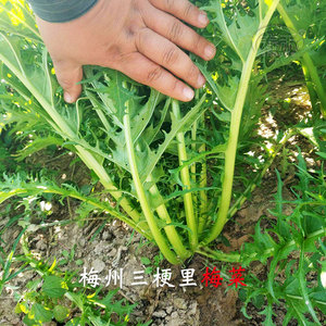 梅菜种籽梅干菜种子蔬菜秋天种的菜籽广东冬天籽种孑菜种青菜大全