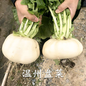 温州盘菜种子种籽菜种盘菜头籽种秋冬季菜籽蔬菜孑大头菜芥菜疙瘩