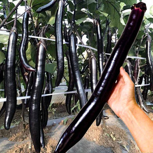 日本经典长茄茄子种子种籽苗秧黑紫色特长超长特大蔬菜四季孑秧苗