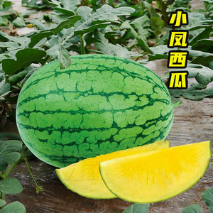 日本小凤西瓜种子种籽黄瓤黄皮小型春季南方四季种植孑子特小凤
