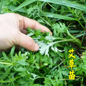 盆栽艾草苗食用种植艾叶艾蒿药用大叶小叶四季苗孑艾草种子种籽艾