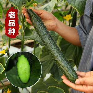 老品种高产大黄瓜种子种籽苗四季绿瓤绿心秧苗青瓜春季蔬菜孑籽种