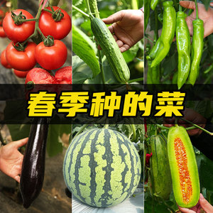 春季蔬菜种子种籽籽种番茄黄瓜辣椒西瓜种孑疏菜春天菜种各种菜子