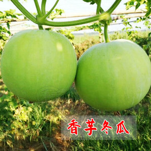 小冬瓜种子香芋冬瓜种籽蔬菜孑四季阳台迷你盆栽苗芋头香味东瓜秧