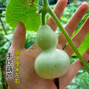 手捻小葫芦籽种特小文玩精品种子阳台盆栽菜胡芦种籽蔬菜孑子苗