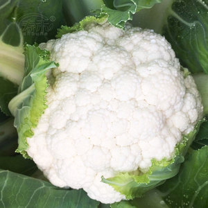雪山60天花椰菜种子早熟耐热菜花秋季花菜蔬菜种籽子白花菜种孑