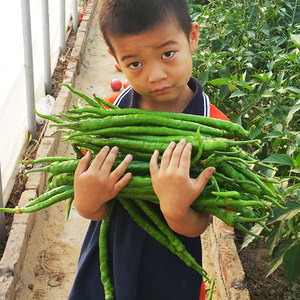 帝王336超长线椒种子苗 早熟秧苗辣椒种籽高产四季线蔬菜孑籽种