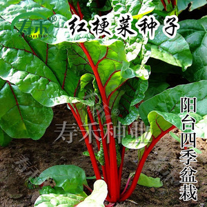 红梗菜种子红菠菜马兰头孑春季阳台种菜四季盆栽种籽蔬菜菜籽种
