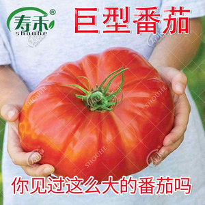 欧洲巨型牛排番茄种子 老品种大西红柿种籽 沙瓤菜种蔬菜苗孑子秧