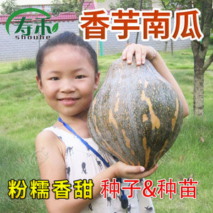 广东省香芋南瓜种子种籽苗孑板栗味小秧苗蔬菜浓香四季特大香甜秧