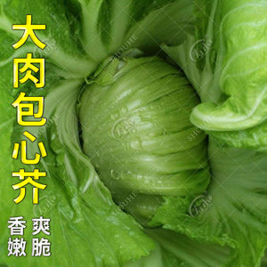 包心芥菜种子孑大肉水东甜芥菜广东泡菜四季蔬菜包心芥菜种籽介菜