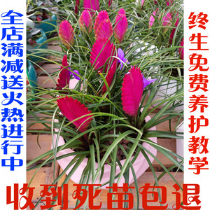 铁兰花紫花凤梨 稀有品种 室内铁兰盆栽 净化空气去甲醛花卉 绿植