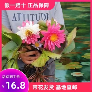 带花睡莲四季水养带花苞大睡莲碗莲带花根块耐寒荷花睡莲水培植物