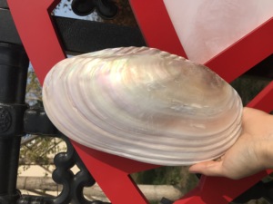 22-25厘米炫彩大号厚皮珍珠蚌壳 单片珍珠蚌 可做餐盘 天然大贝壳