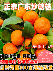 广东正宗四会沙糖桔新鲜无籽砂糖橘整箱10斤包邮当季水果无核橘子