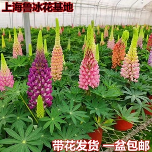 鲁冰花苗羽扇豆小苗易种花卉盆栽绿植庭院花卉花苗花园植物