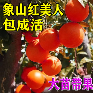 新品种红美人柑橘子苗树南方种植砂糖果冻橙柑桔嫁接沙糖桔子树苗