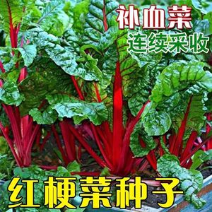 红根达菜种子补血菜厚皮菜红梗菜种籽阳台盆栽四季播高产蔬菜种孑