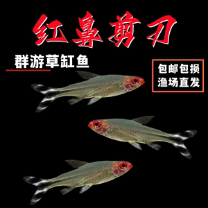 红鼻剪刀鱼红鼻子草缸群游鱼淡水鱼活体宠物热带鱼小型观赏鱼包损