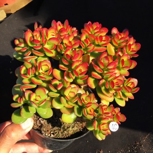 新花月锦多肉 新花月锦多肉品牌 价格 阿里巴巴 新花月锦多肉 新花月锦多肉品牌 价格 阿里巴巴