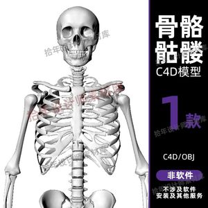 人体骨骼骷髅骨头骨架C4D/MAX/MAYA/Blender/犀牛rhino模型OBJ