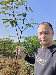 正宗江西樟树中花吴茱萸树苗扦插苗米辣子臭辣漆辣满50棵顺风包邮