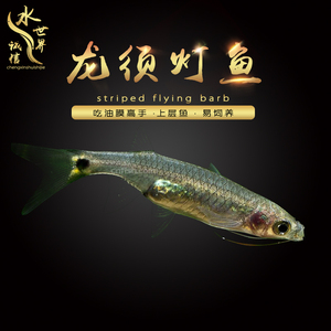龙须灯鱼小型热带鱼上层观赏鱼除油膜喜群居灯科鱼吃油膜鱼2条装 阿里巴巴找货神器 龙须灯鱼小型热带鱼上层观赏鱼除油膜喜群居灯科鱼吃油膜鱼2条装 阿里巴巴找货神器