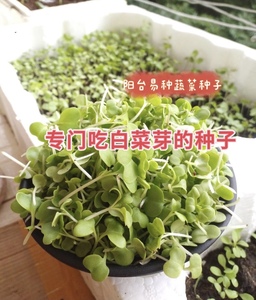 小白菜芽种子白菜籽吃芽菜种子白菜芽苗种子阳台盆栽包邮春季热卖