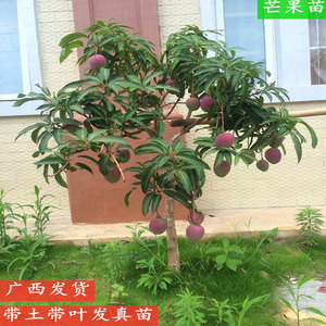 芒果苗树 广西芒果苗嫁接水果苗南方种植盆栽地栽带土当年结果