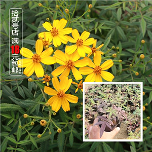 芳香万寿菊 庭院阳台绿植 香草花卉 香草盆栽 香草料理 芳香植物