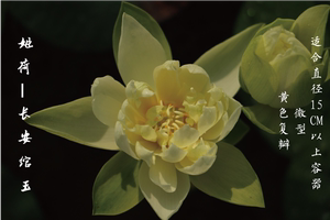 【不二的花园】姬荷-长安绾玉  微型碗莲 黄色 超级丰花 复瓣 包