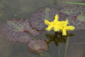 【不二的花园】龟背荇菜|一叶莲黄花水生花卉四季开花可水培容易