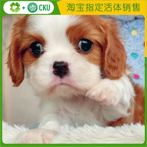 查理王小猎犬纯种幼犬查尔斯王骑士猎犬纯种宠物狗北京可实地挑选
