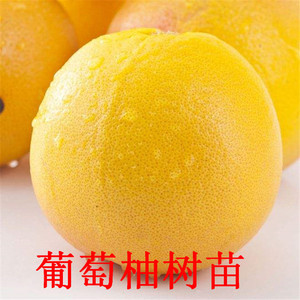 柚子苗盆栽果 淘宝拼多多热销柚子苗盆栽果货源拿货 阿里巴巴货源 柚子苗盆栽果 淘宝拼多多热销柚子苗盆栽果货源拿货 阿里巴巴货源