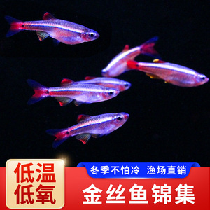 白云金丝灯鱼黄化瑰丽红大帆金丝冷水活体小型观赏不加热耐活低温
