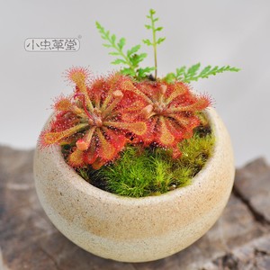 勺叶茅膏菜小虫草堂食虫植物盆栽植株食人花捕蚊草种子室内耐喜阴 阿里巴巴找货神器 勺叶茅膏菜小虫草堂食虫植物盆栽植株食人花捕蚊草种子室内耐喜阴 阿里巴巴找货神器