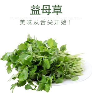 新鲜益母草坤草菜新鲜蔬菜益母草现下现摘新鲜无公害农产品500g