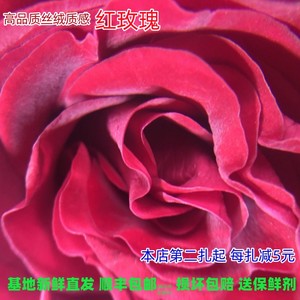 A级红玫瑰鲜花 高级复古丝绒质感 高原红 传奇 云南基地新鲜直发