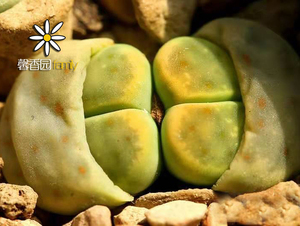 馨香园  生石花  C206A  种子 绿神迪玉 种子 自收 10粒