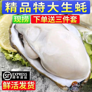 山东乳山生蚝鲜活特大新鲜生蚝王5斤海鲜水产海蛎子商用批发