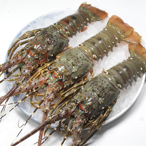 新鲜小青龙龙虾鲜活大龙虾澳洲龙虾冰鲜冷冻大虾海鲜水产花龙龙虾