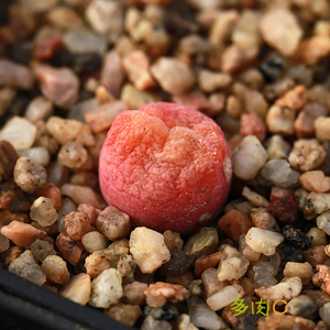 翠光玉 多肉翠星肉锥小苗CONOPHYTUM subfenestratum多肉植物