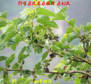 桑树枝图片,种植,泡水(第4页)_大山谷图库