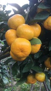 新鲜采摘黄岩蜜桔无核 早熟涌泉桔子 台州早熟