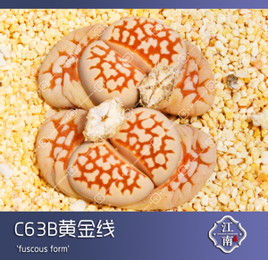 生石花  C63B 寿丽黄金线  种子 多肉 依旧江南